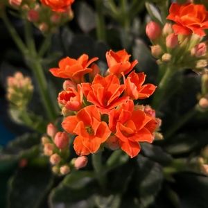 Meet your Posher, Jackson